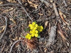 Ranunculus glaberrimus