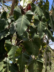 Philodendron erubescens