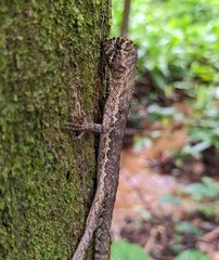 Uranoscodon superciliosus