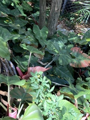 Philodendron erubescens