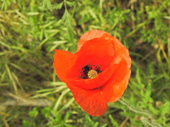 Papaver rhoeas