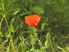 Papaver rhoeas
