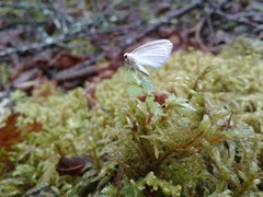 Lomographa vestaliata