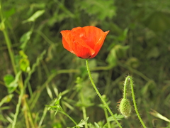 Papaver rhoeas