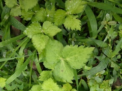 Cryptotaenia japonica