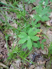 Geranium maculatum