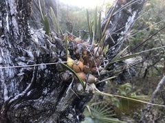 Encyclia microbulbon