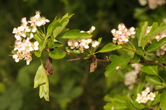 Monilinia johnsonii