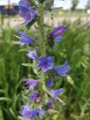 Echium vulgare