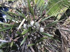 Encyclia microbulbon