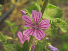 Malva sylvestris
