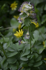 Corydalis × hybrida