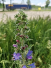 Echium vulgare