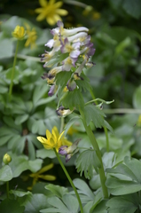 Corydalis × hybrida
