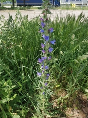 Echium vulgare