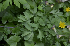 Corydalis × hybrida