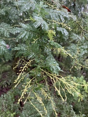 Acacia pubescens