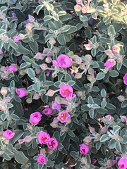 Cistus parviflorus