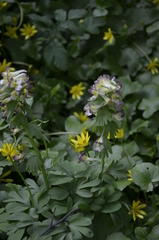 Corydalis × hybrida