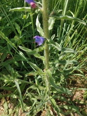 Echium vulgare