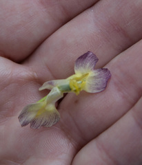 Corydalis × hybrida