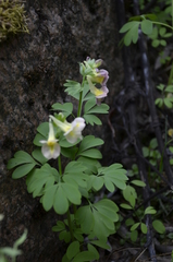Corydalis × hybrida