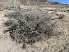 Psorothamnus fremontii