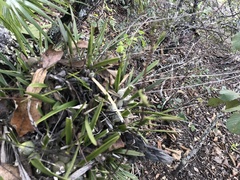 Encyclia microbulbon