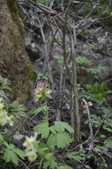 Corydalis × hybrida