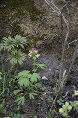 Corydalis × hybrida