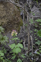 Corydalis × hybrida