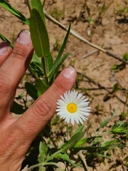 Astranthium ciliatum