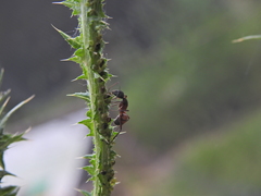Camponotus cruentatus