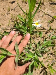 Astranthium ciliatum