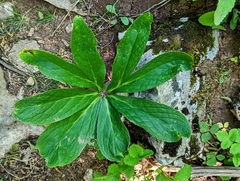 Helleborastrum