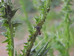 Camponotus cruentatus
