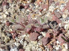 Saltugilia splendens