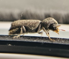 Amphicerus bicaudatus