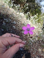 Saltugilia splendens
