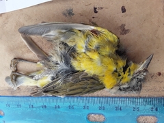 Leiothlypis ruficapilla