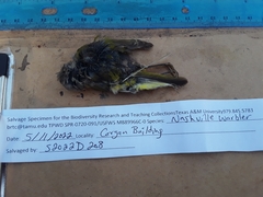 Leiothlypis ruficapilla