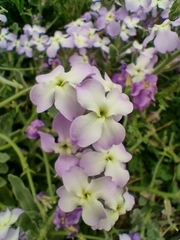 Matthiola tricuspidata