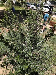 Cercocarpus ledifolius