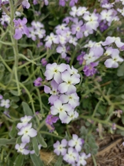 Matthiola tricuspidata