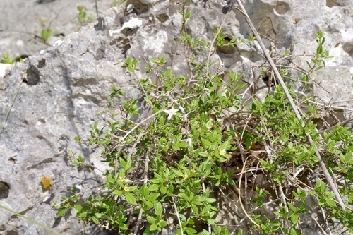Image of Philadelphus texensis by (c) Michelle W. （鍾偉瑋）, some rights reserved (CC BY)