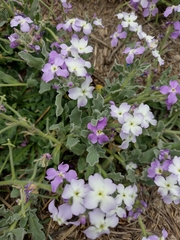 Matthiola tricuspidata