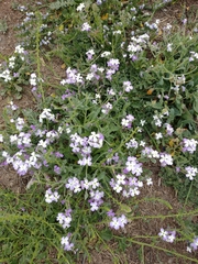 Matthiola tricuspidata