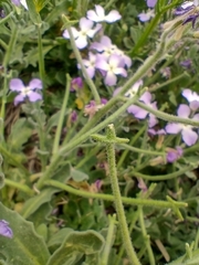 Matthiola tricuspidata