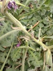 Matthiola tricuspidata