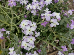 Matthiola tricuspidata